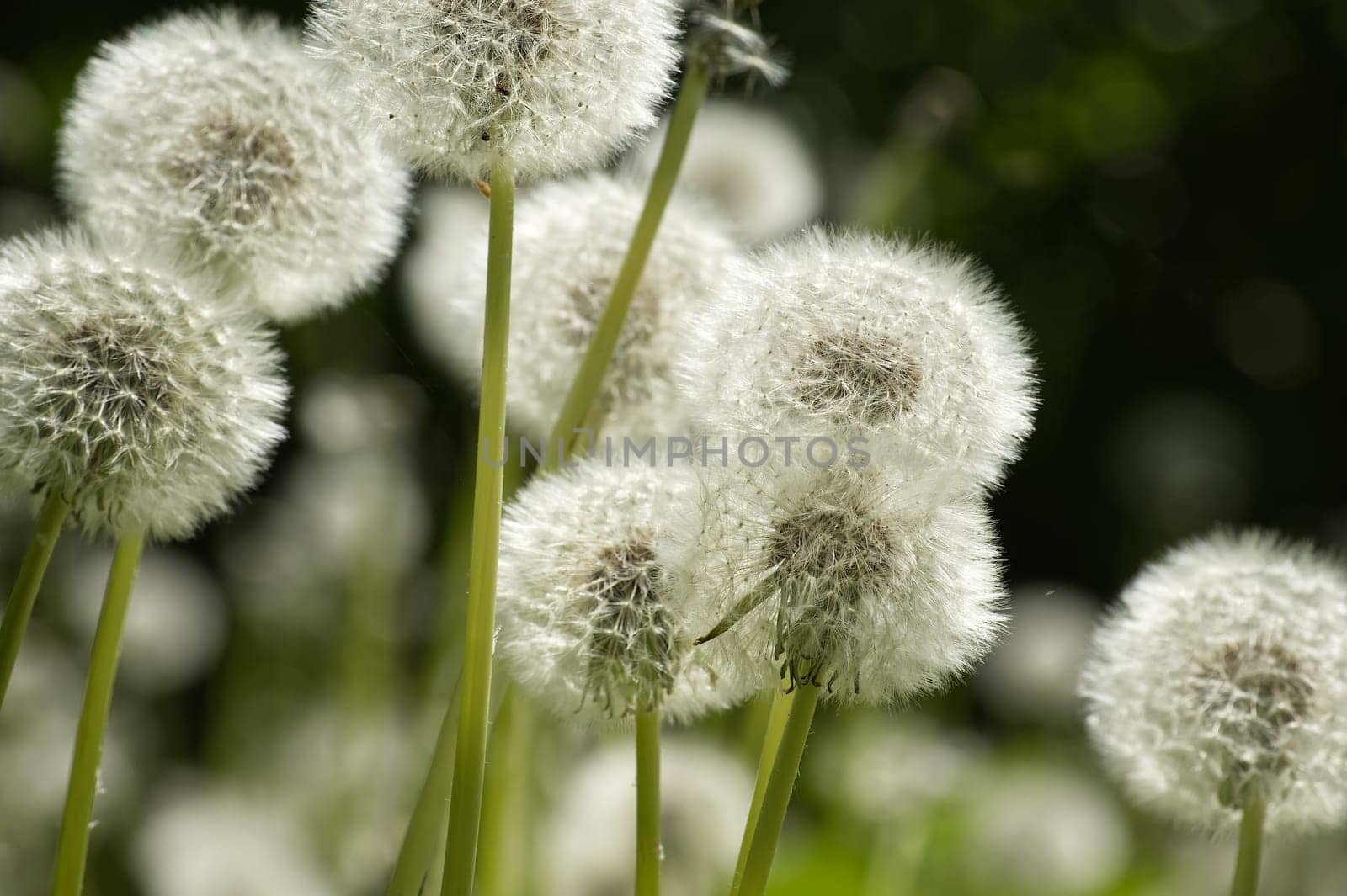 Close-up image of dandelion seed heads in a green field, showcasing the beauty of nature during springtime.