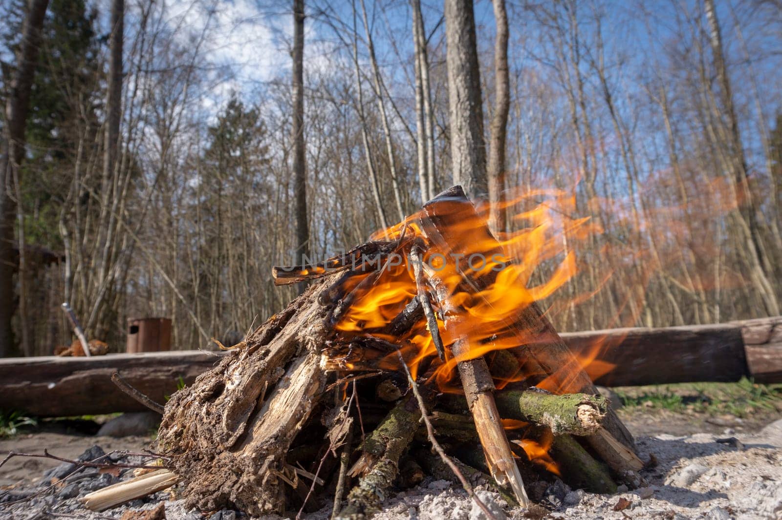 Low angle ground level view of a blazing camp fire with orange flames consuming old logs and tree branches in a forest or woodland with bare branched trees behind under a blue sky