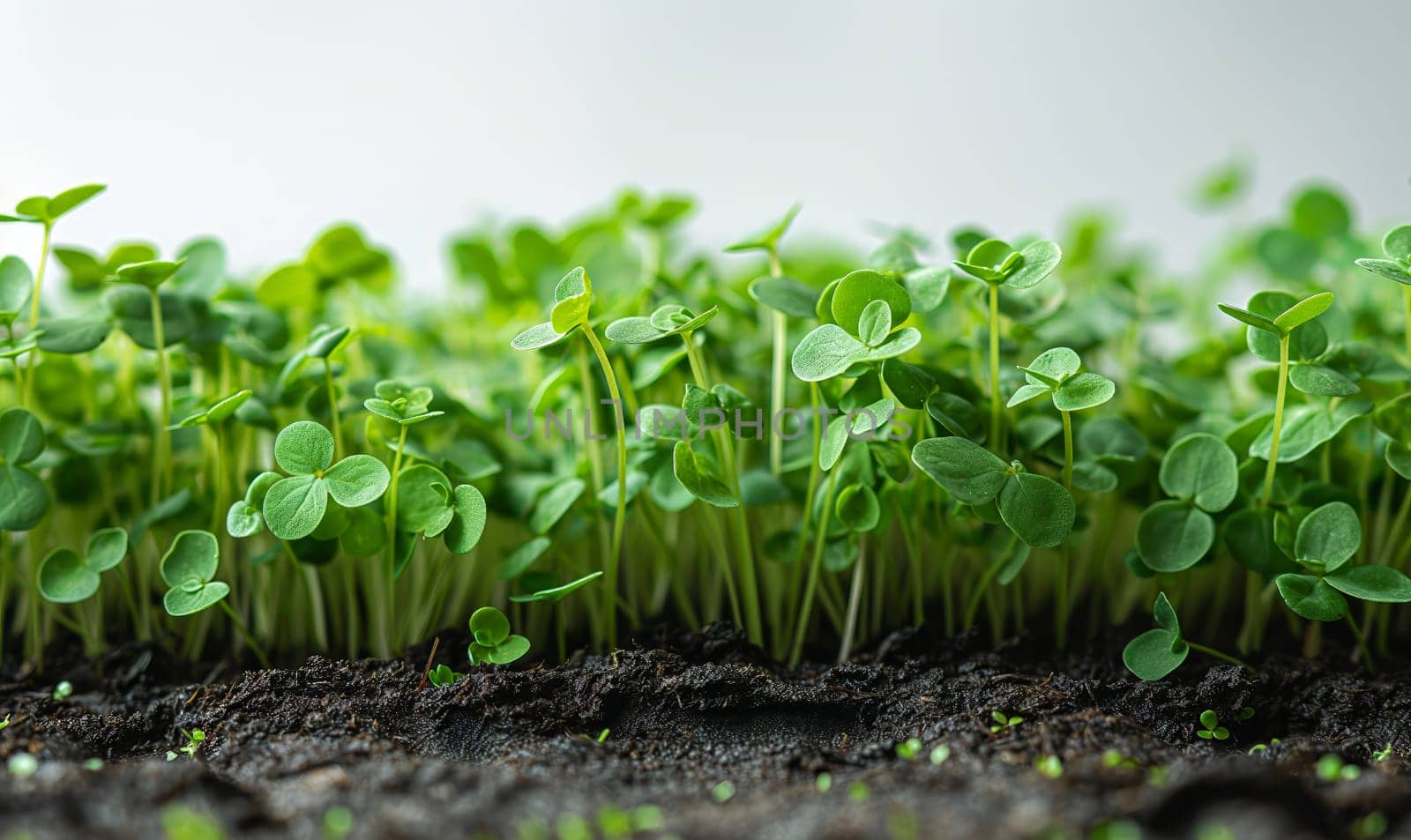 Young Plants Thriving in Nursery. Selective focus.