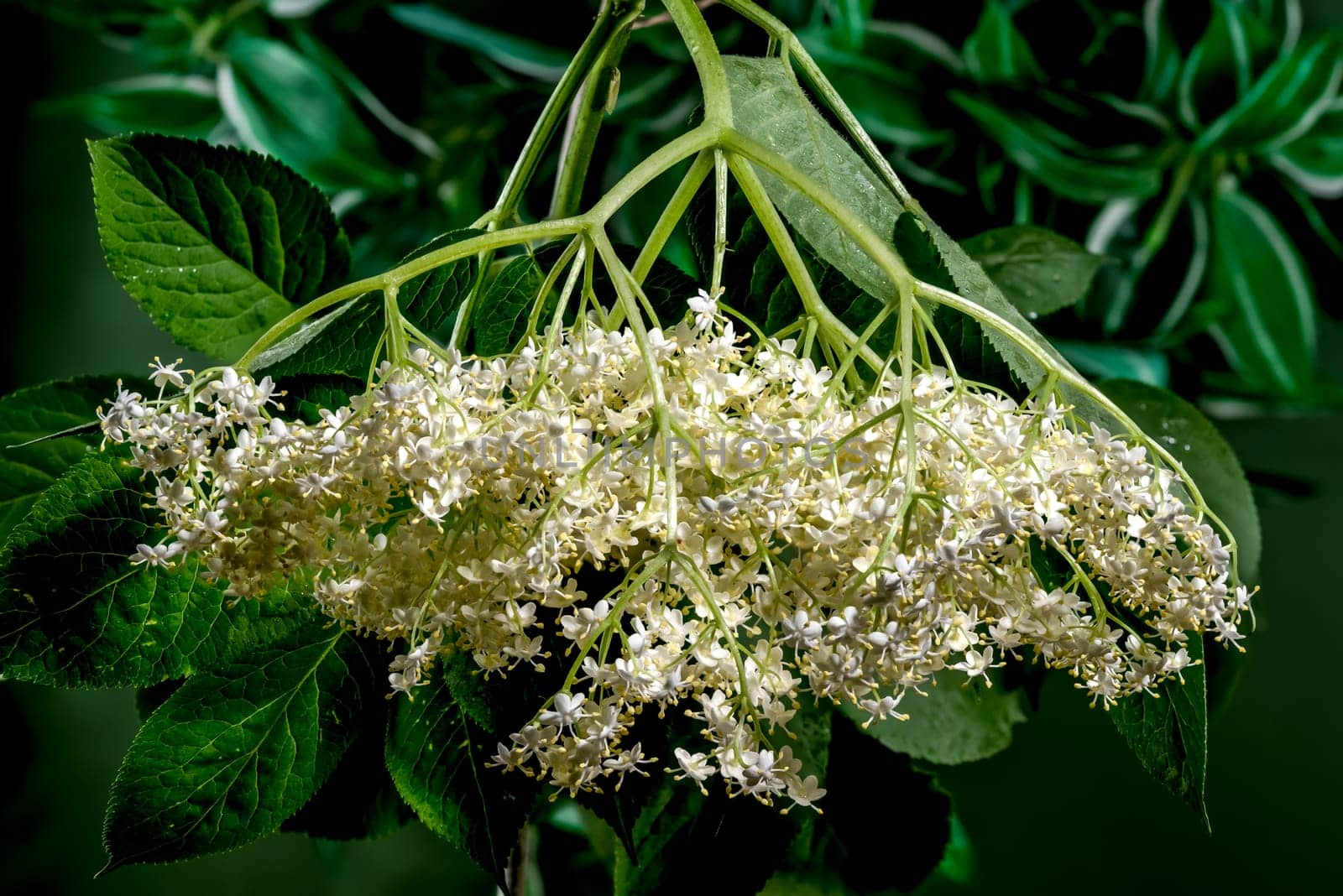 Blooming white sambucus on a green background by Multipedia