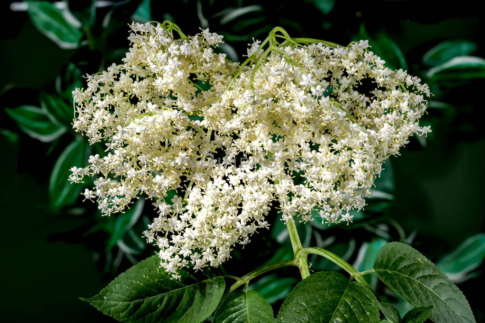 Blooming white sambucus on a green background by Multipedia