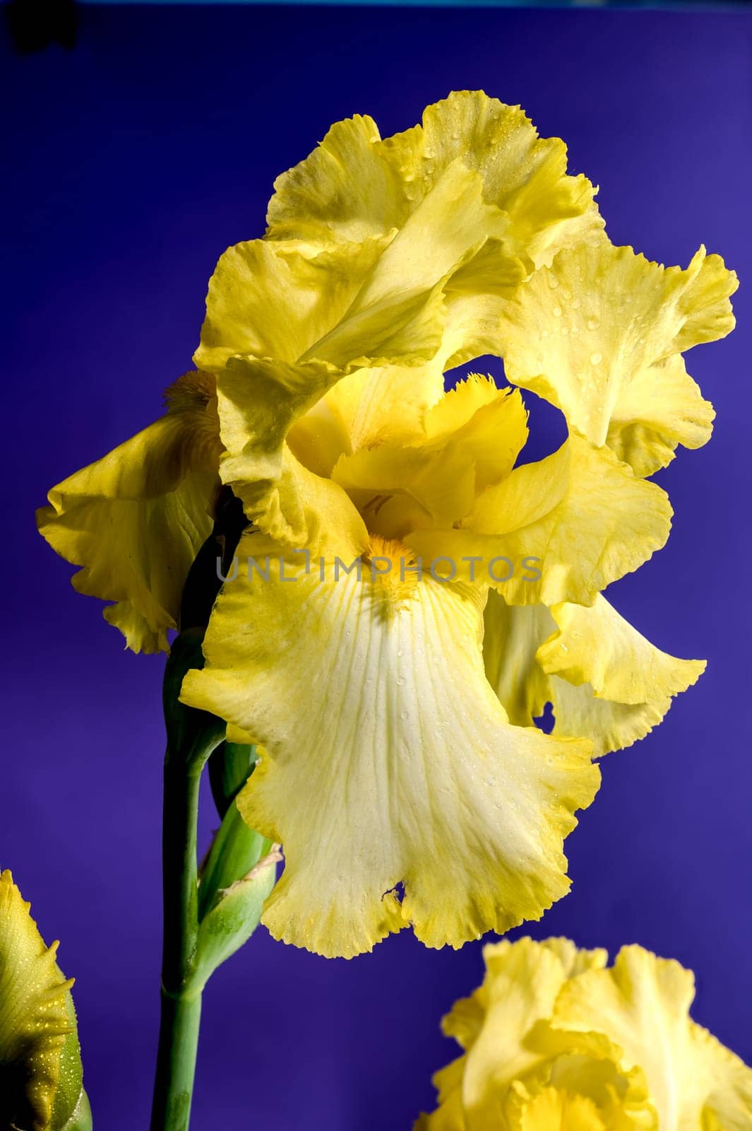 Beautiful Blooming yellow iris flower on a purple background. Flower head close-up.