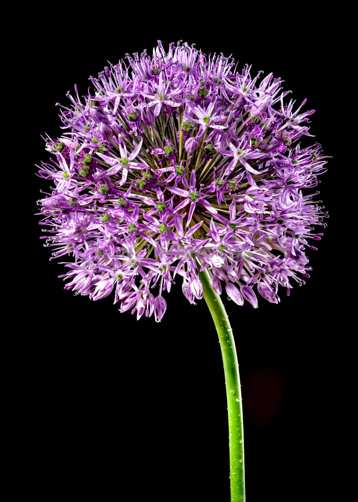Beautiful Blooming pink flowers of allium aflatunense or ornamental onion on a black background. Flower head close-up.