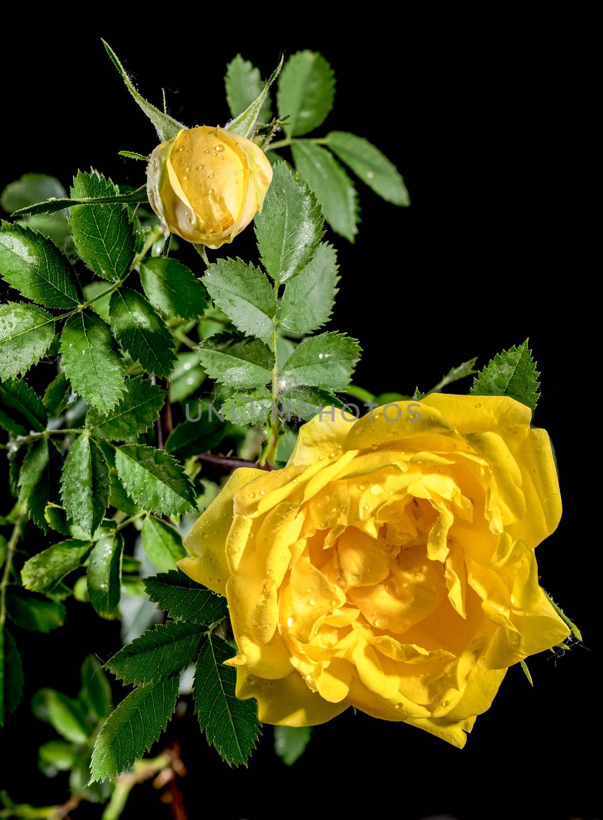 Beautiful Blooming yellow Climbing rose Golden Showers on a black background. Flower head close-up.