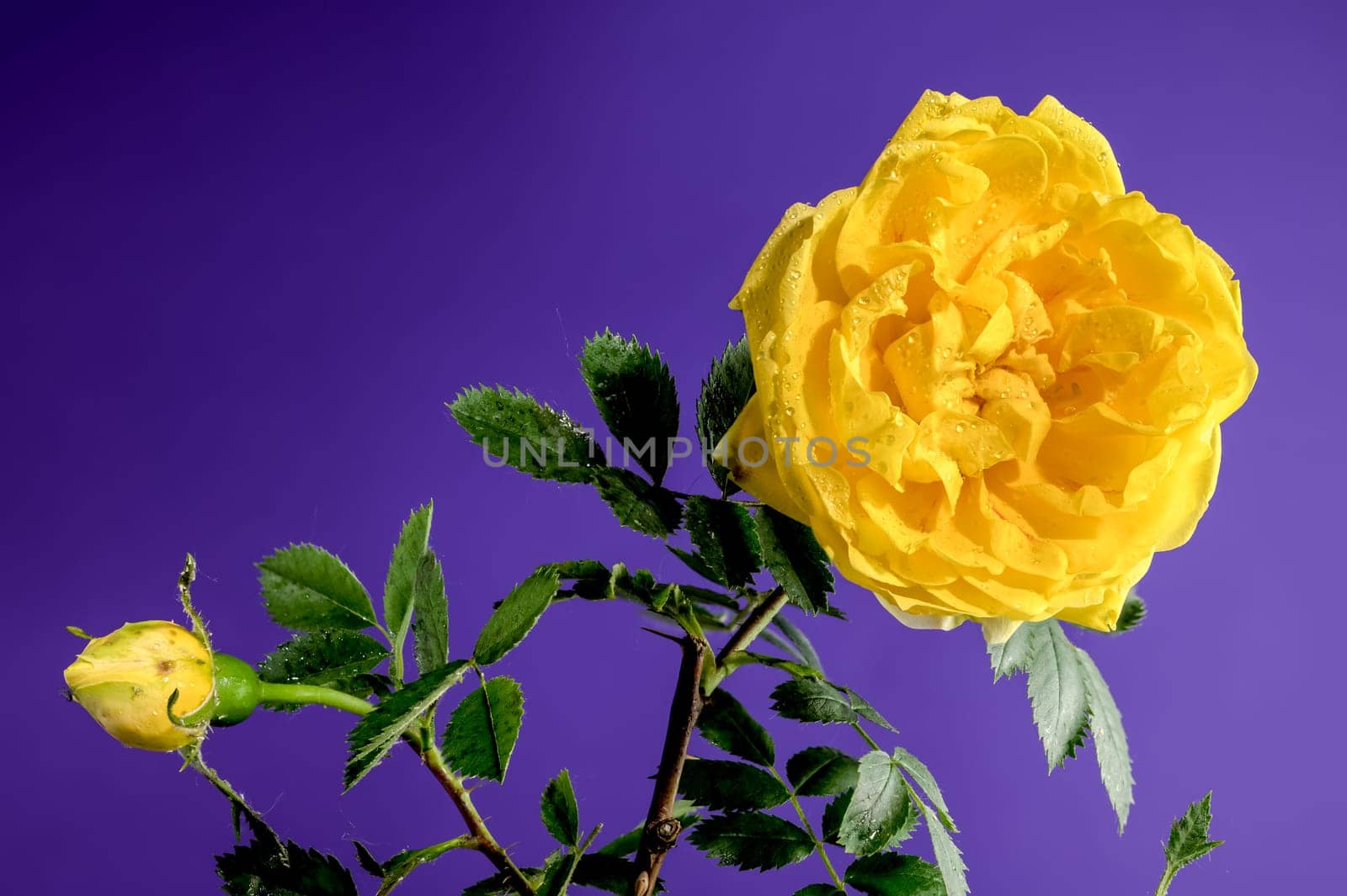 Beautiful Blooming yellow Climbing rose Golden Showers on a purple background. Flower head close-up.