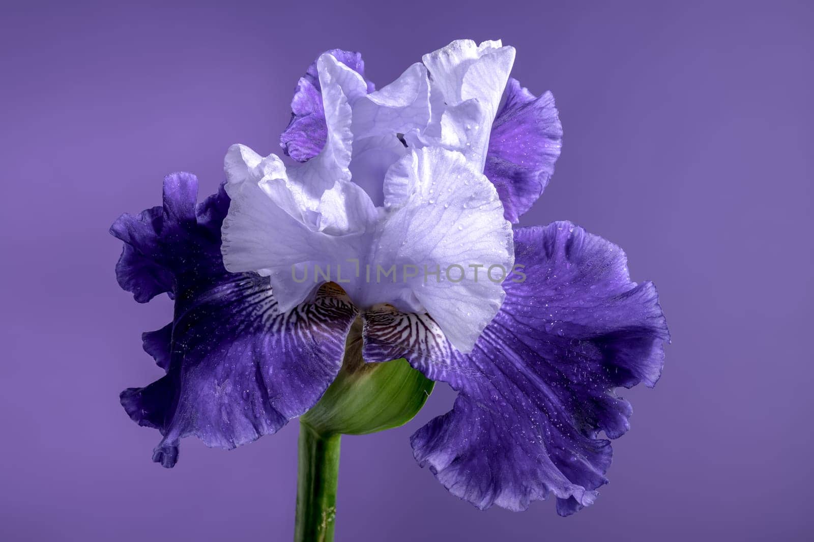 Beautiful Blooming blue iris Mariposa Skies flowers on a purple background. Flower head close-up.