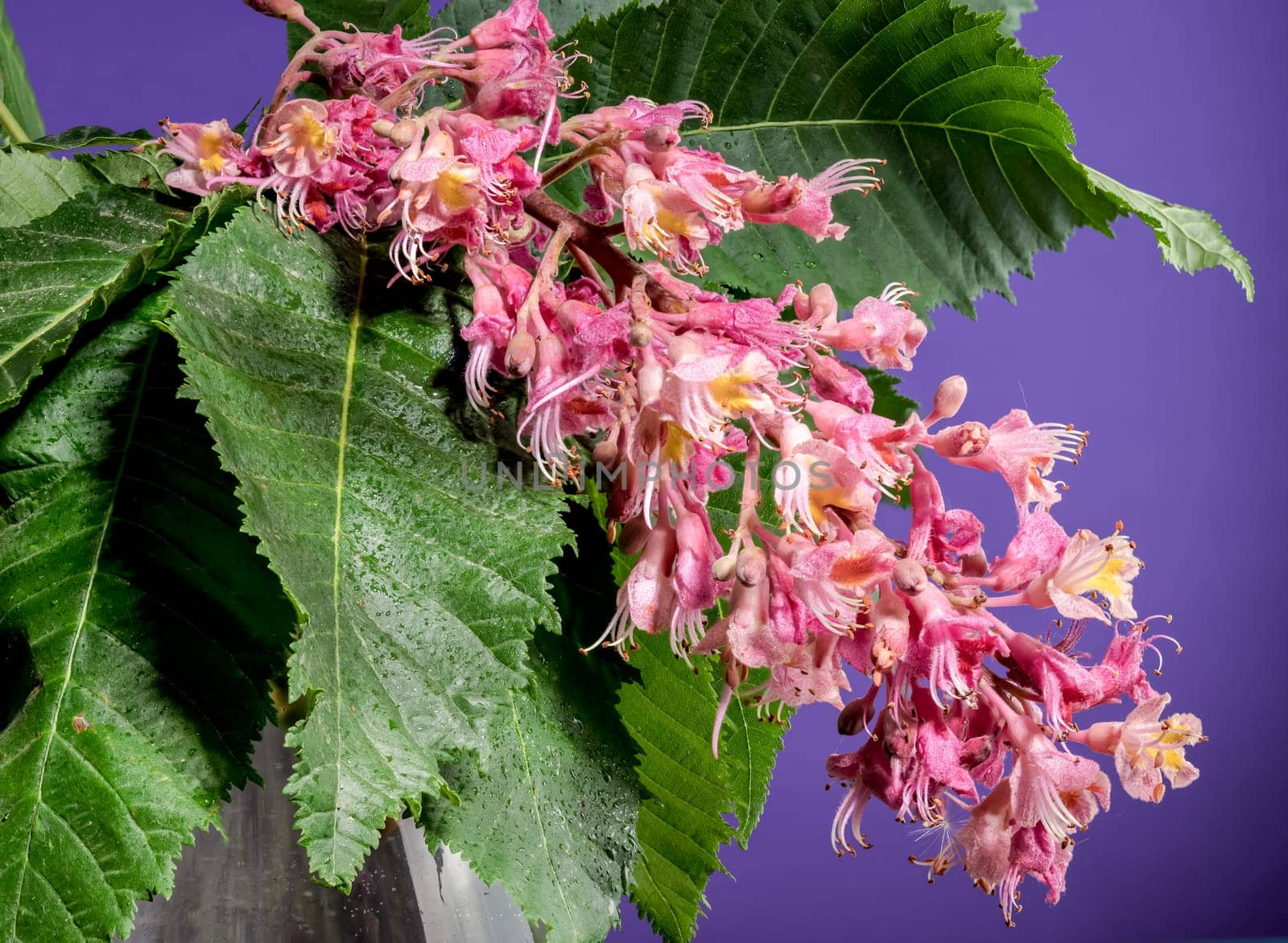 Beautiful Blooming red horse-chestnut on a purple background. Flower head close-up.