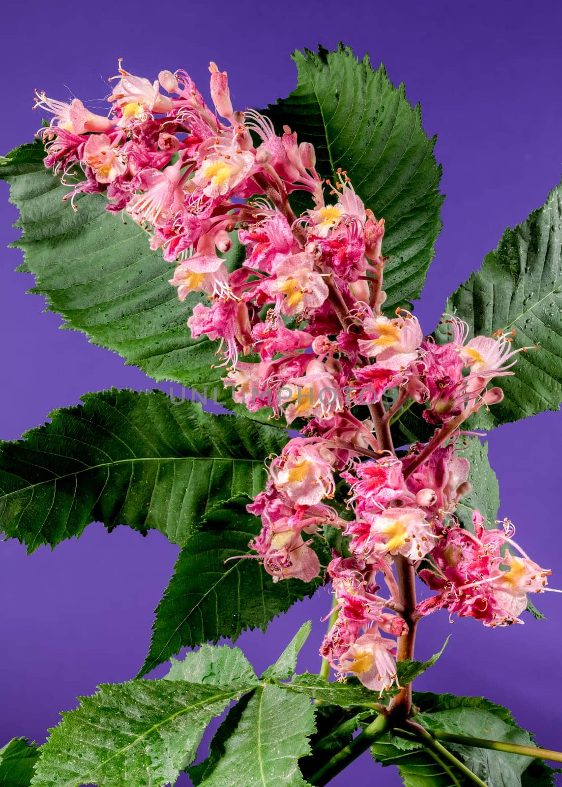 Beautiful Blooming red horse-chestnut on a purple background. Flower head close-up.