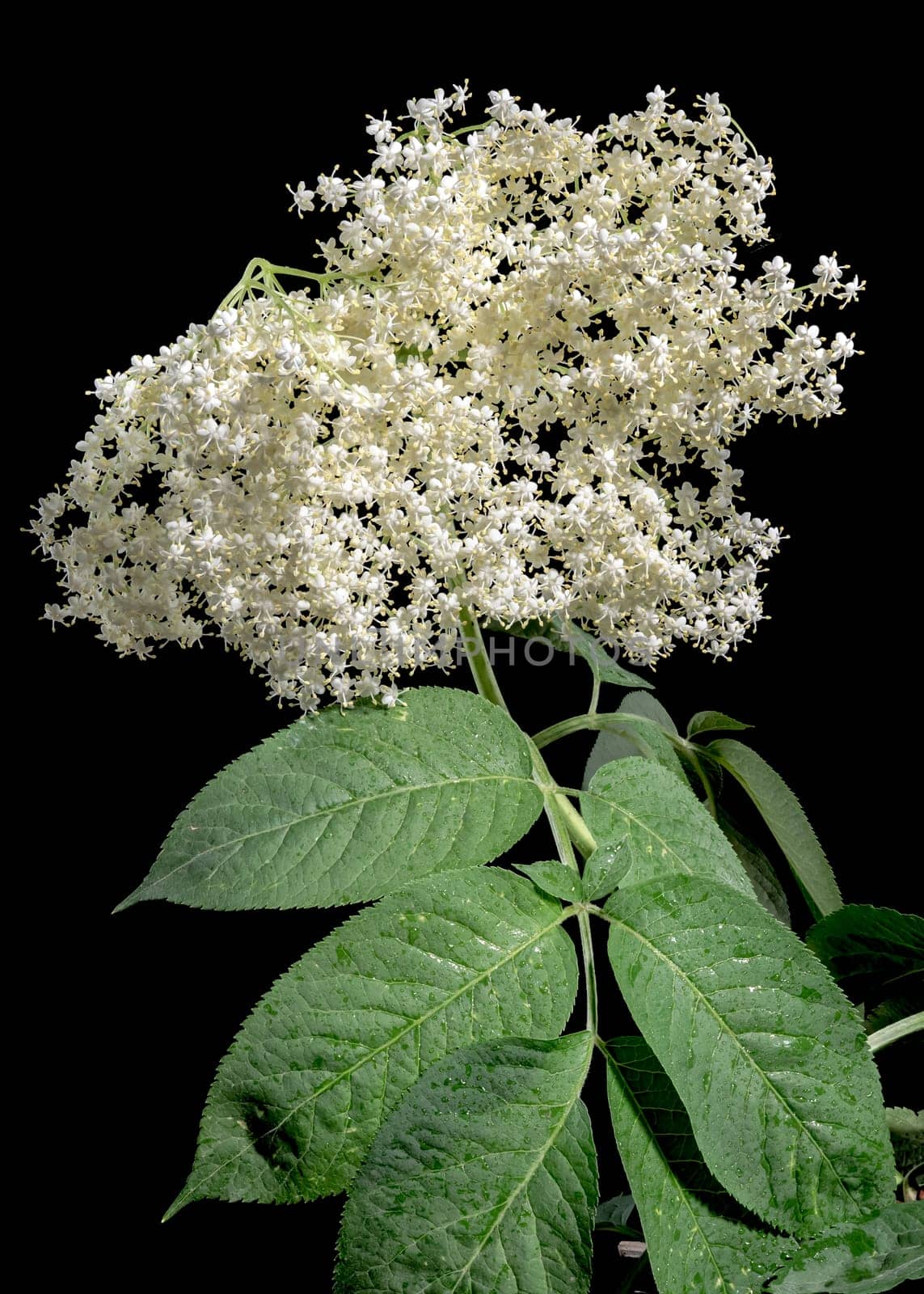 Blooming white sambucus on a black background by Multipedia