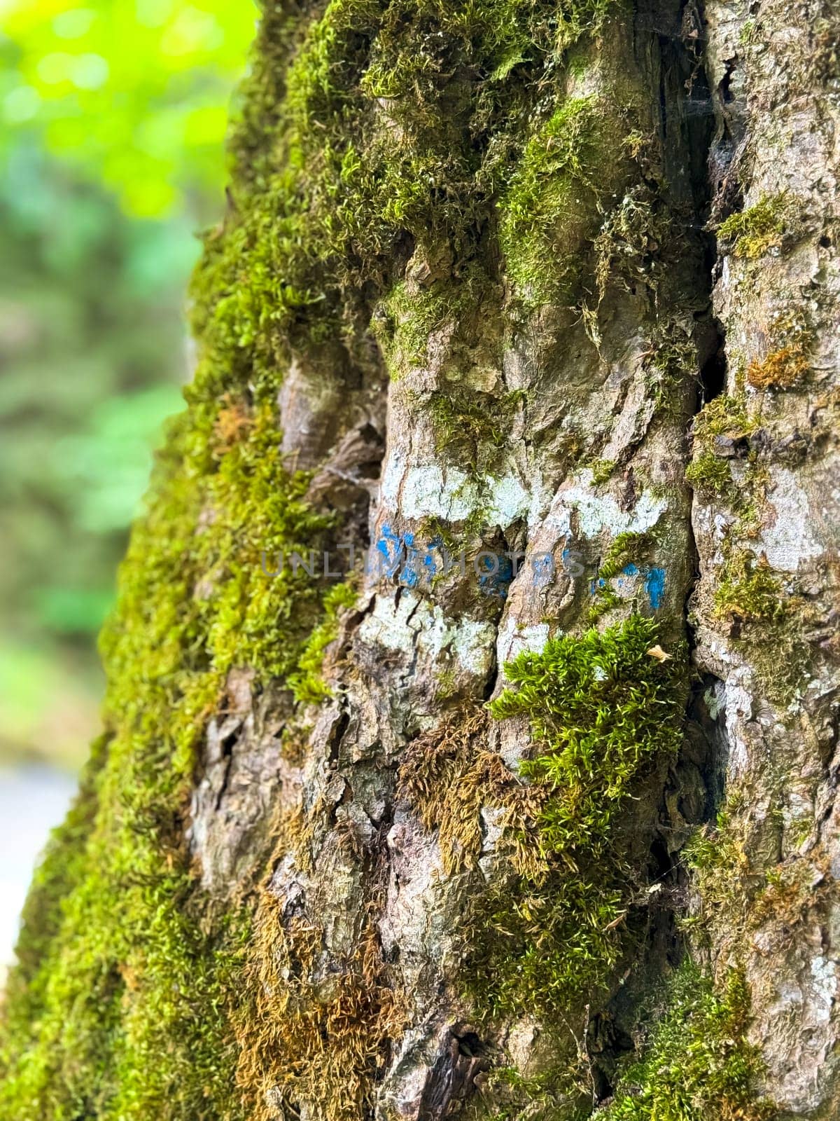 Georgia. Borjomi National Historical Park. May 19, 2024. Close up of tree trunk with hiking trail sign depicted, covered with moss and lichen in forest. Concept of travel and hiking in forest. by Lunnica