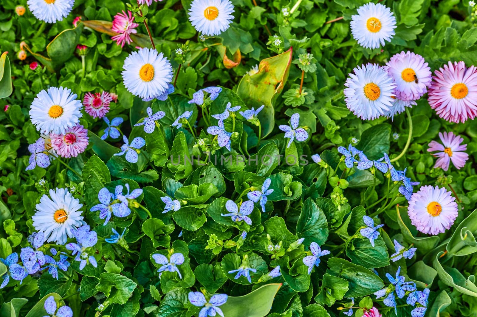 Cheerful flowers pink and white daisies, blue forget-me-nots on green meadow. by jovani68