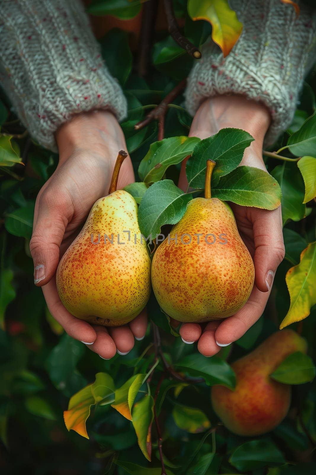 Harvest in the hands of a woman in the garden. Selective focus. nature.