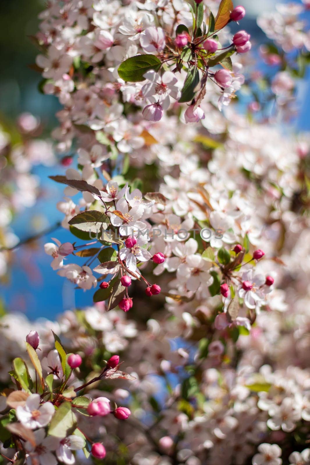 Cherry blossom tree blooming with a building in the background by Vera1703