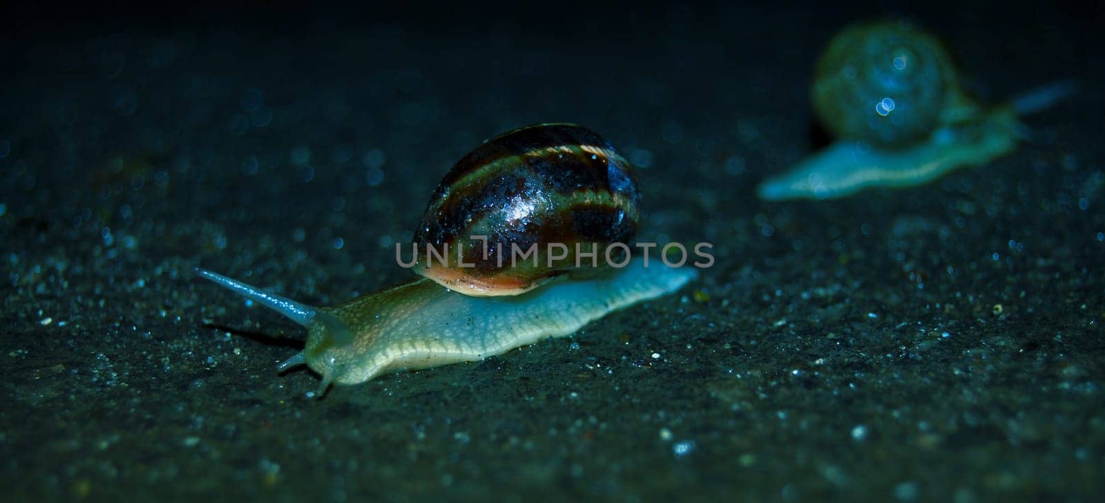 After the rain, snails become active and begin to crawl en masse along the sidewalk.