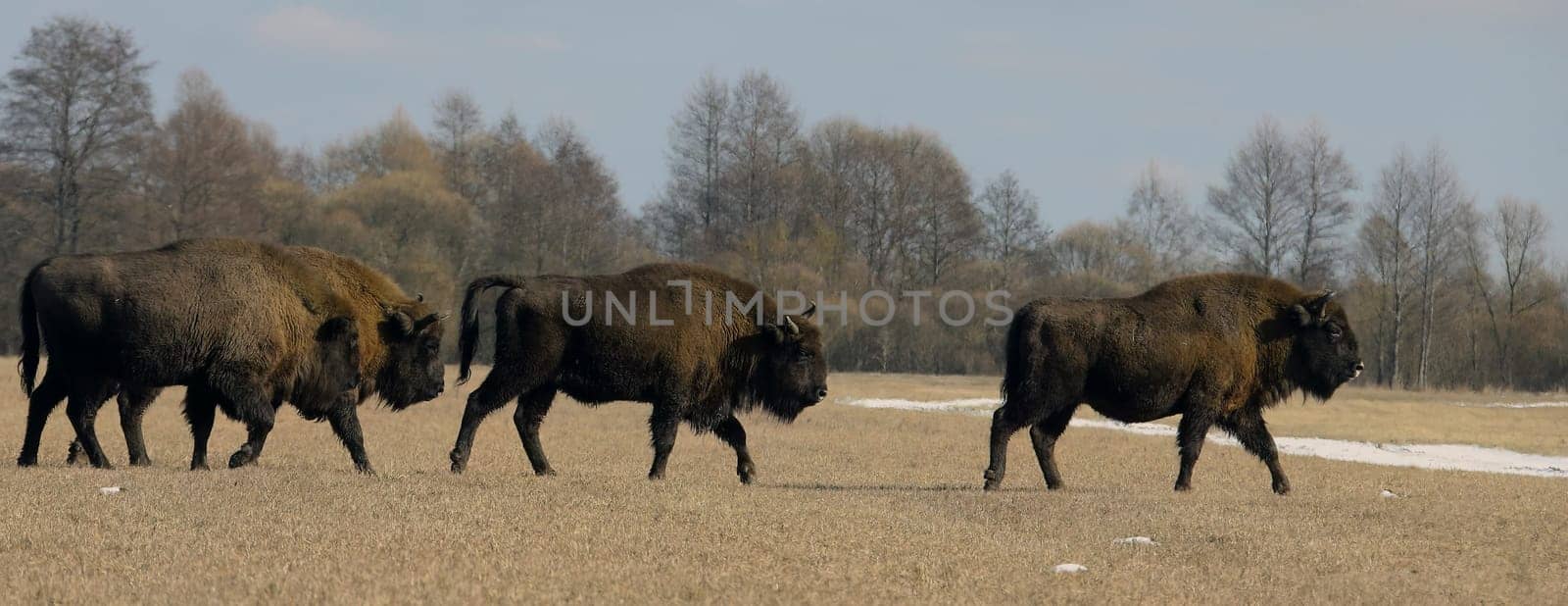 Wild bison herd roaming across the snow covered yellow meadow by Hil