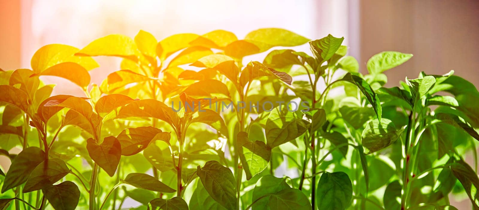 Lush Green Leaves Bathed in Golden Sunlight by Hil