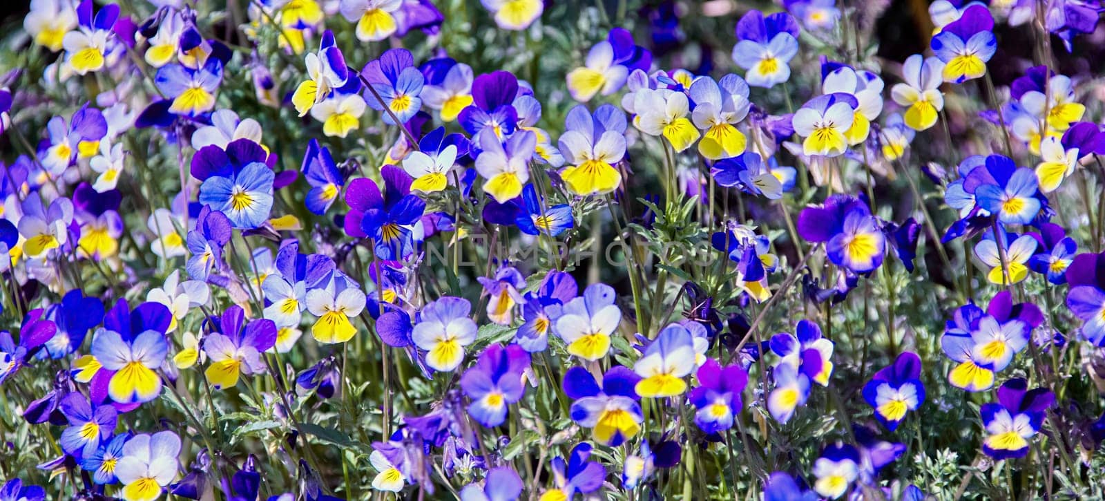 This image showcases a vibrant field of wild pansies, their petals a blend of blue, yellow, and white. The flowers are in full bloom, basking in the warmth of the summer sun, creating a beautiful and colorful display.