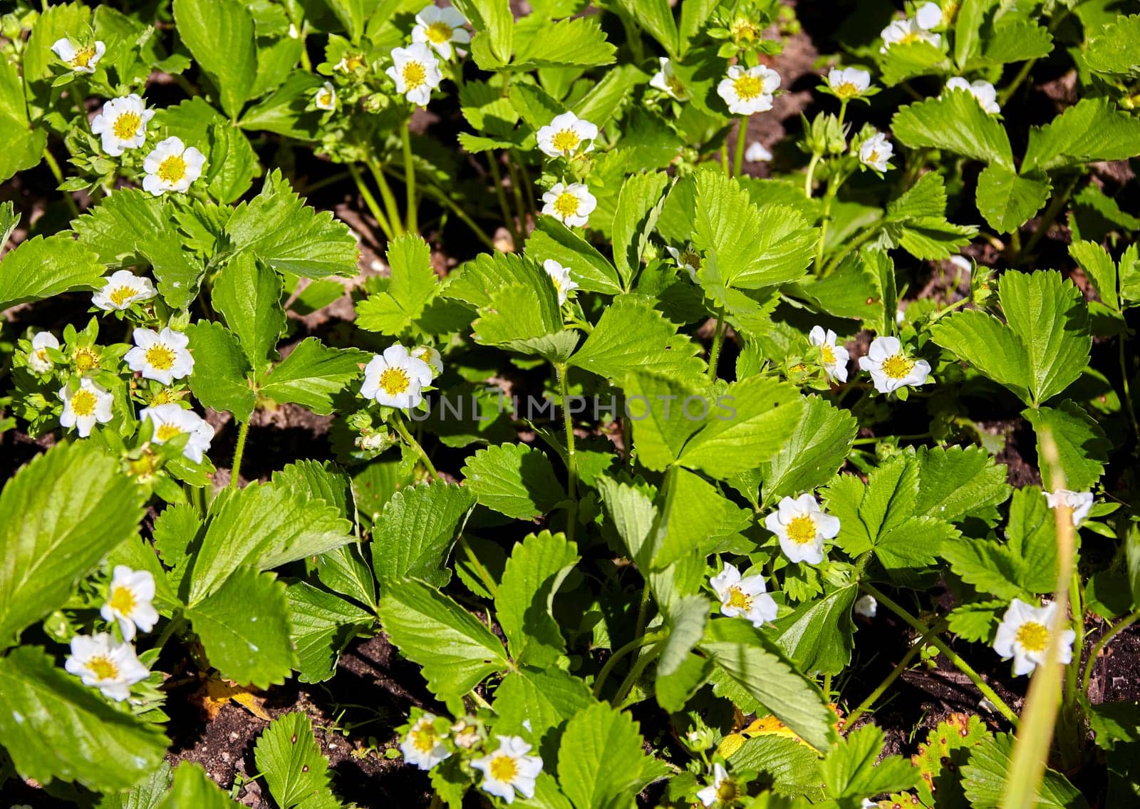 A close-up image showcasing a patch of strawberry plants in full bloom. The vibrant green leaves are covered in delicate white flowers, hinting at the sweet fruit to come. The image captures the beauty of natures cycle, promising a fruitful harvest.