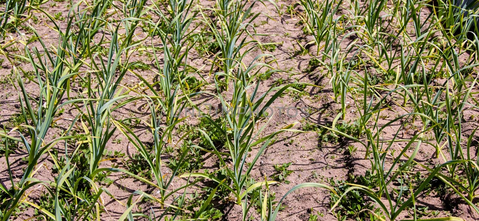 A close-up image of a row of green garlic plants growing in a garden bed. The plants are tall and healthy, with long, green leaves. The ground is dry and dusty, and the sun is shining brightly.