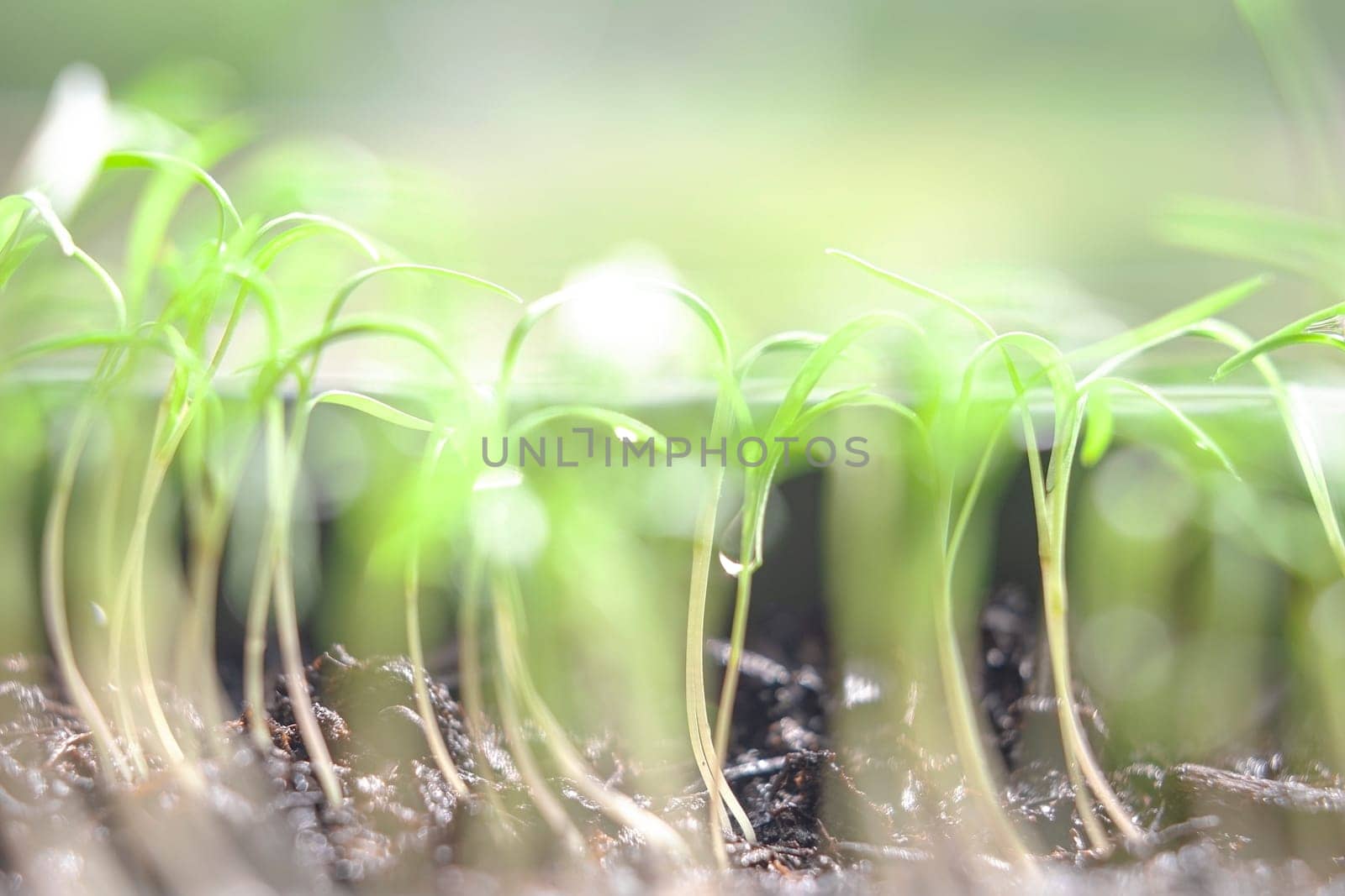 Soft focus on group of green sprouts growing out from soil. Eco concept