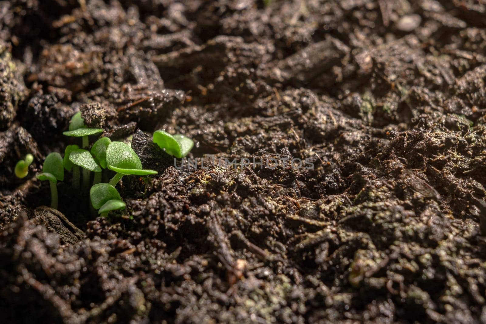 Group of green sprouts growing out from soil. Eco concept