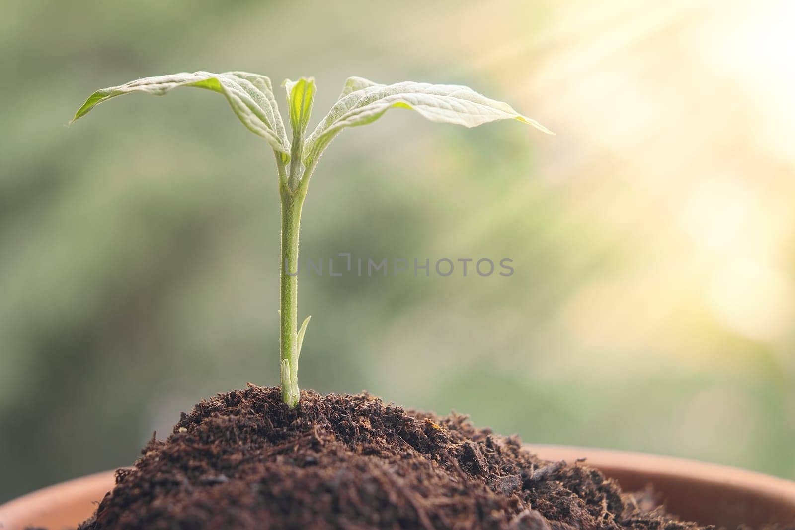 The seedling are growing from the rich soil in sunlight, ecology concept.