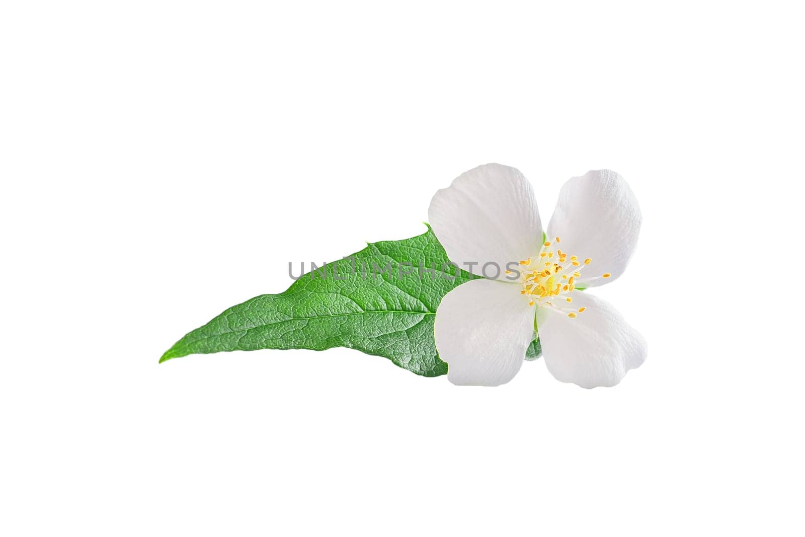 Jasmine flower with leaves isolated on white background.