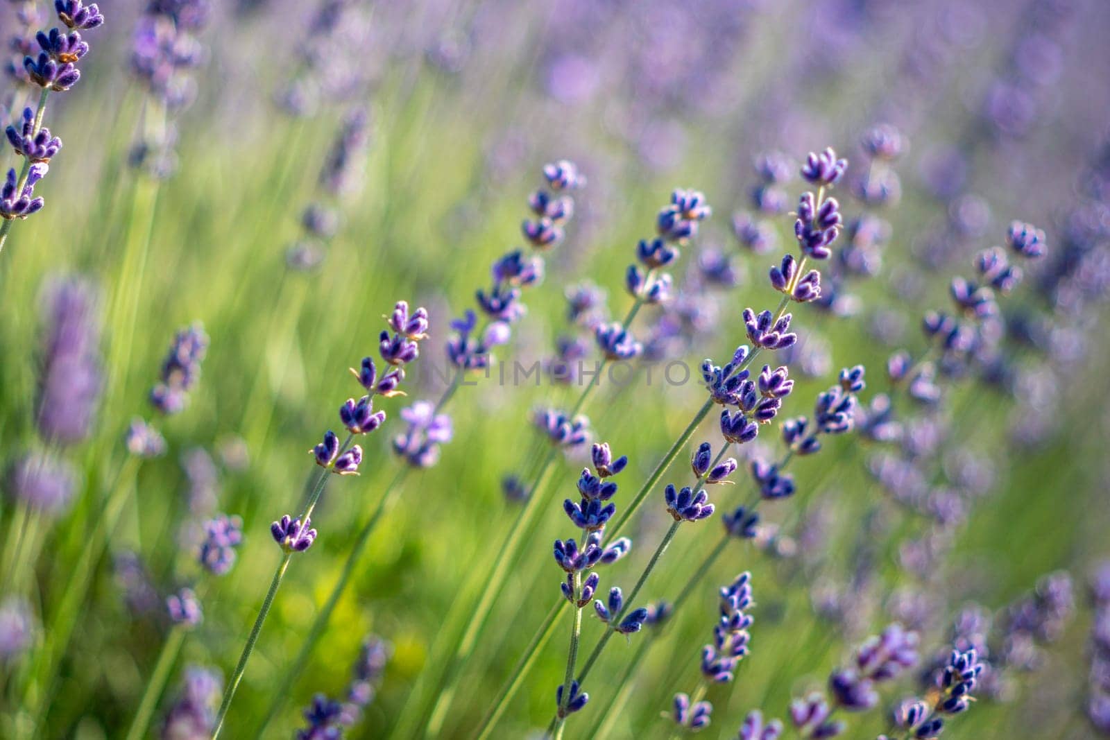 A field of purple lavender flowers. The flowers are in full bloom and are scattered throughout the field. The image has a peaceful and calming mood, as the lavender flowers are a symbol of relaxation