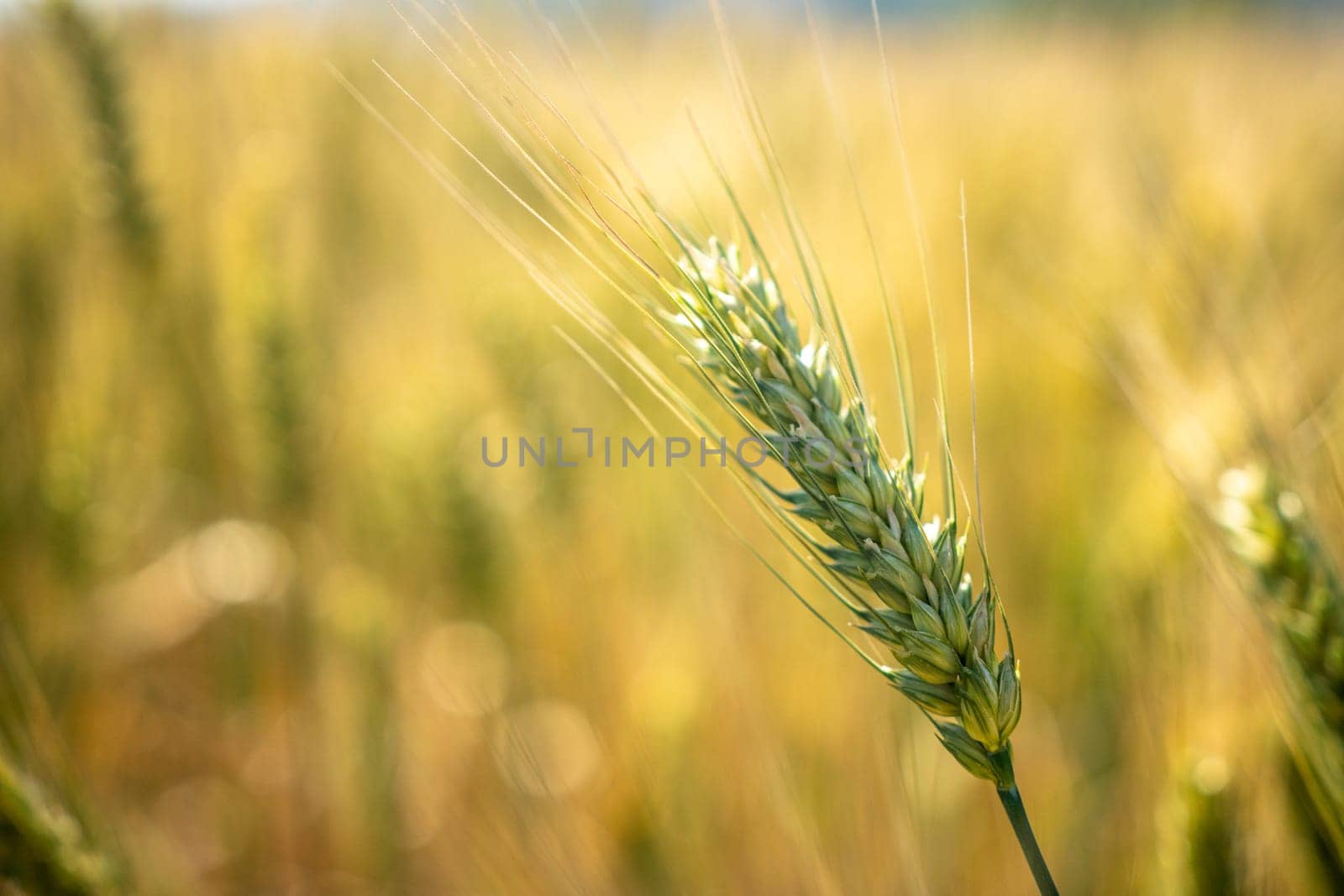 A stalk of wheat is shown in a field. The stalk is tall and slender, with a few leaves at the top. The field is filled with many stalks of wheat, creating a sense of abundance and growth