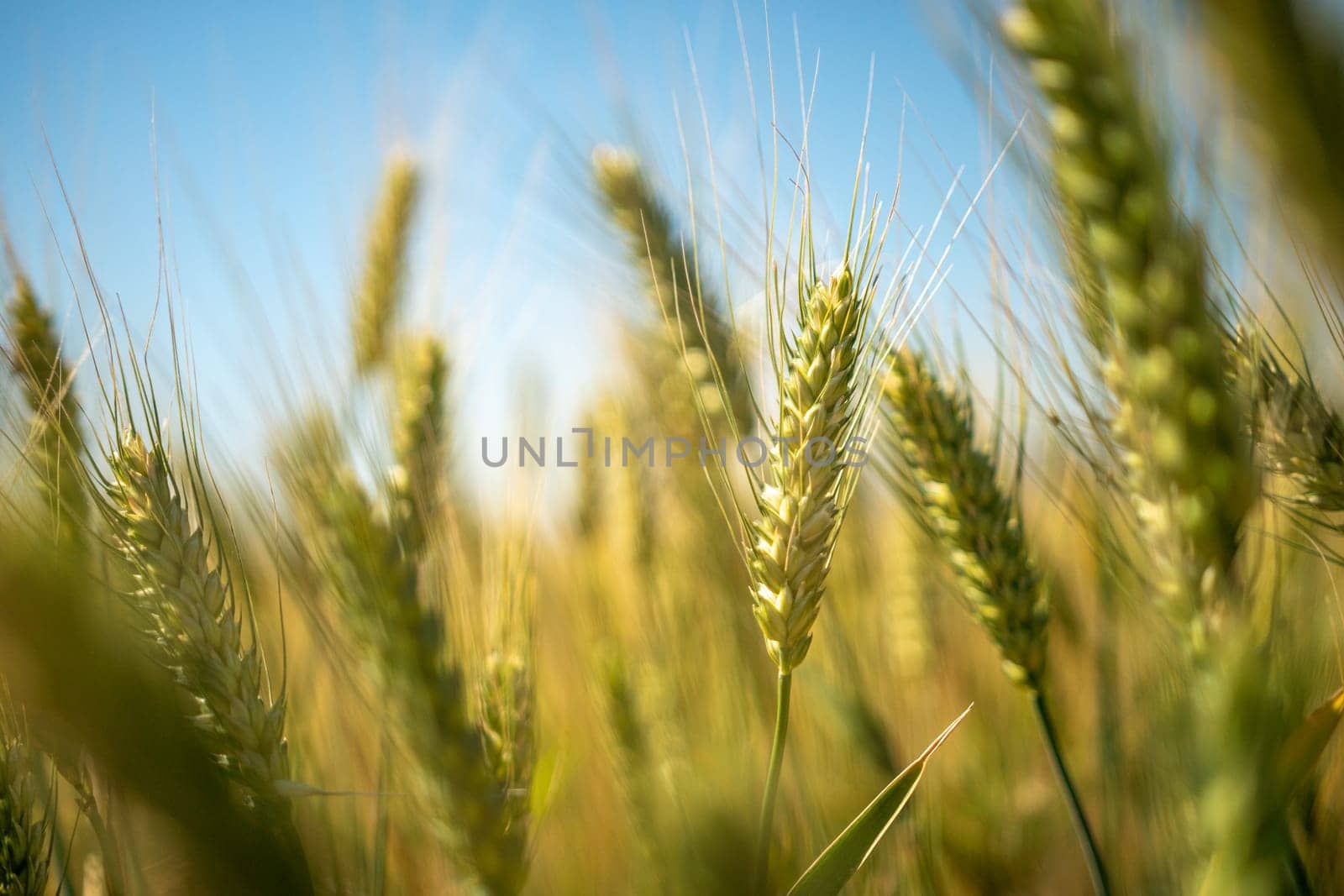 A field of wheat with a blue sky in the background. The wheat is tall and green, and the sky is clear and bright