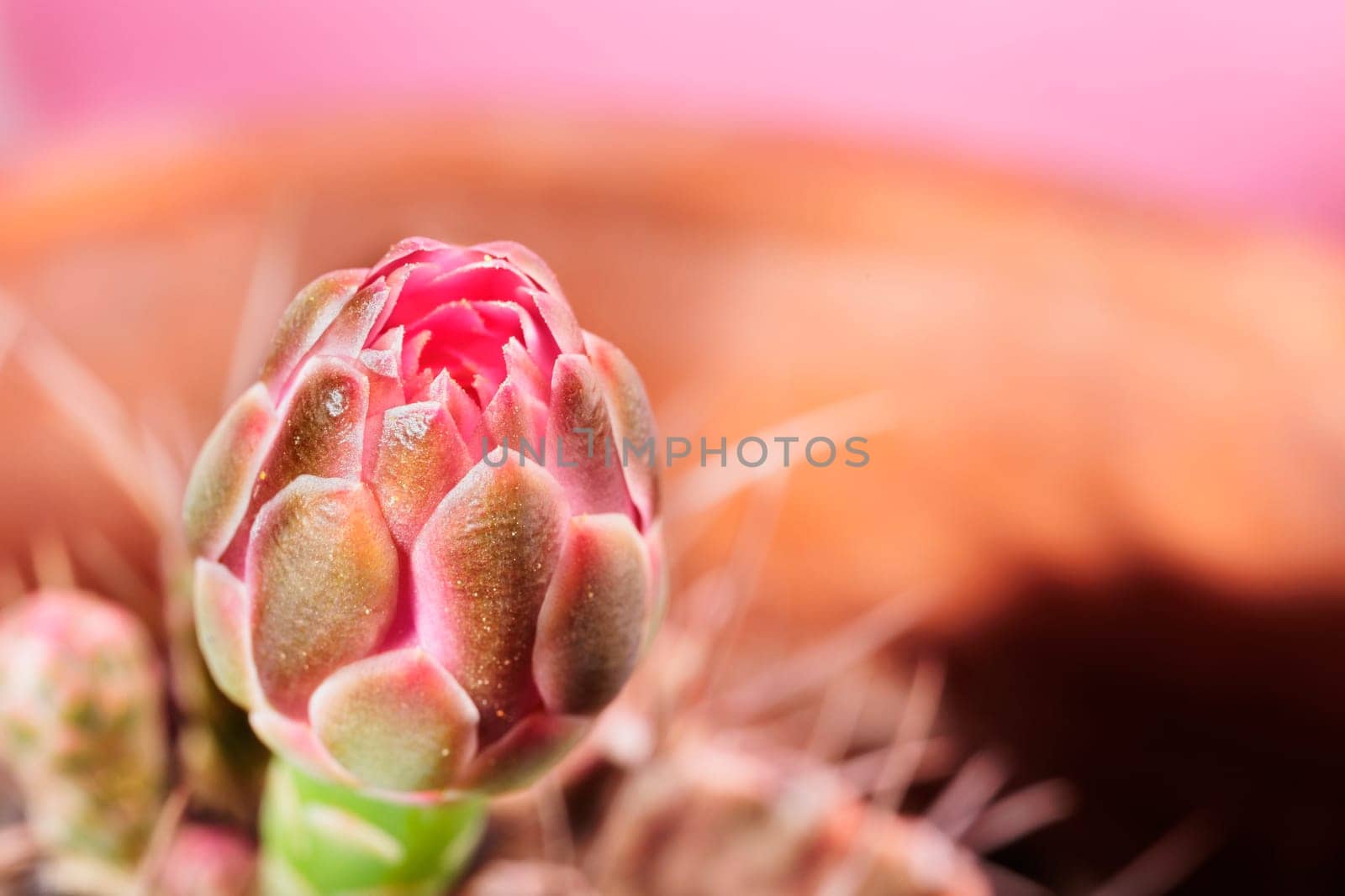 Beautiful   pink flower of gymnocalycium cactus  commonly called chin cactus ,