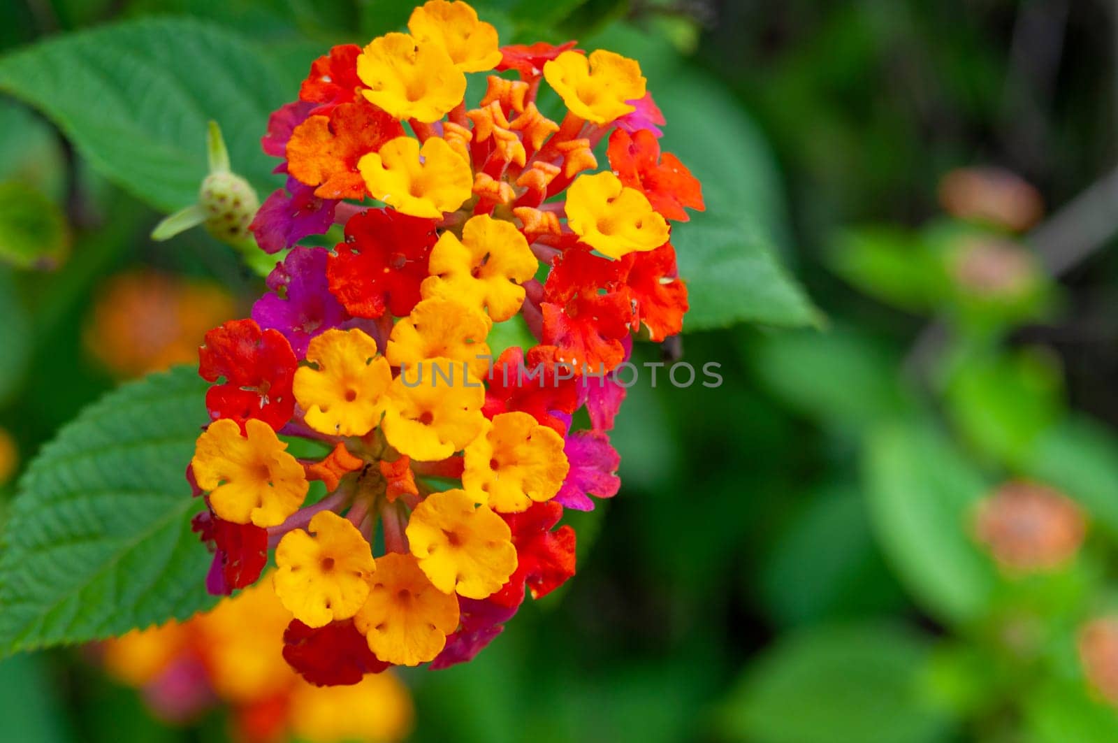 Close up view of colorful flowers with customizable space for text or message.