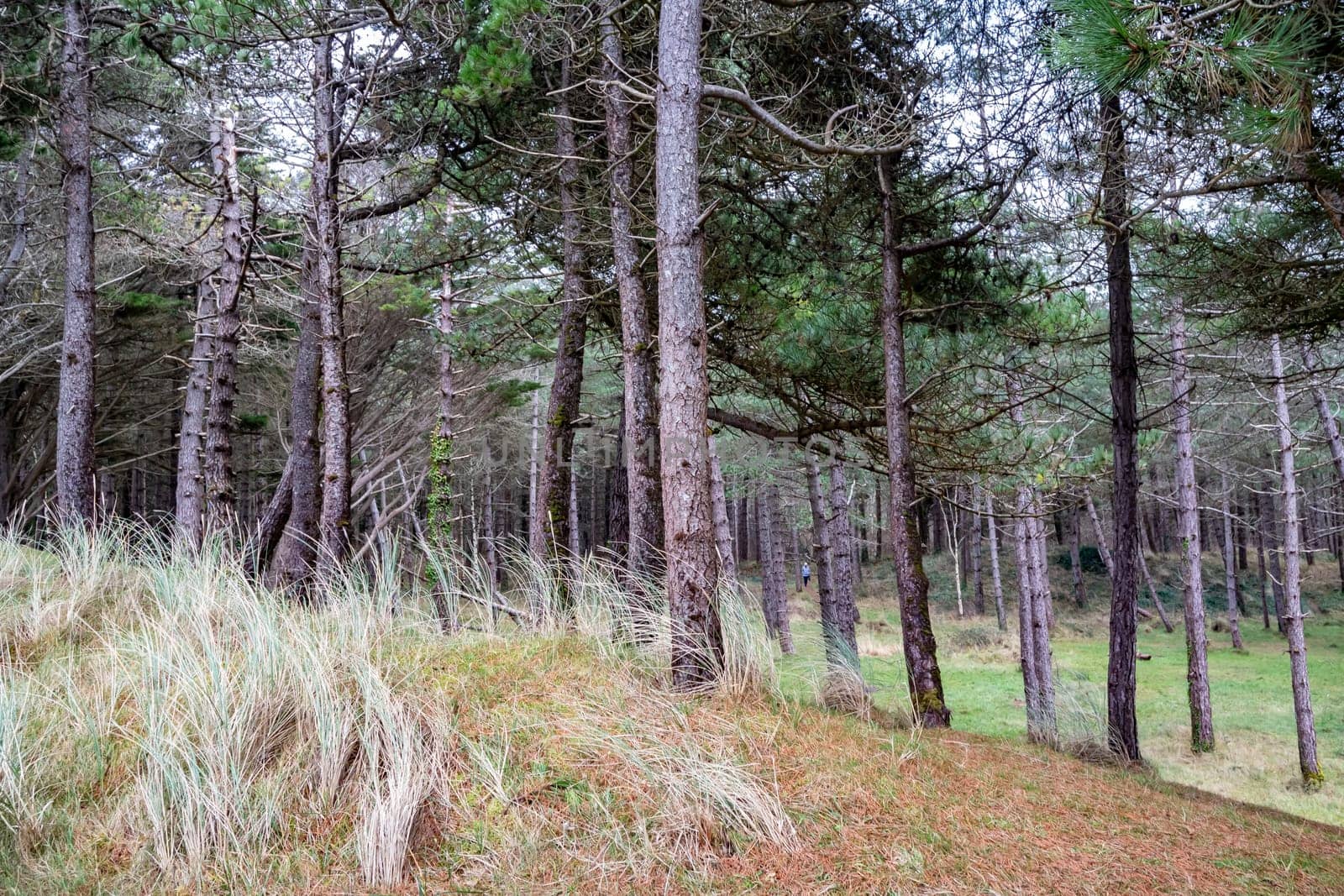 The forest at Murvagh in County Donegal, Ireland.