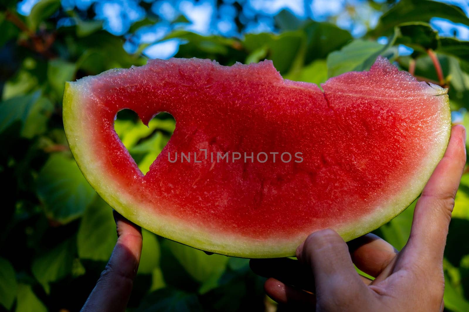 Fresh juicy red watermelon heart shaped slice in hands on background of outdoor garden in summertime during sunset. Concept of love happiness summer holidays and vacation. Slow-living simple pleasures
