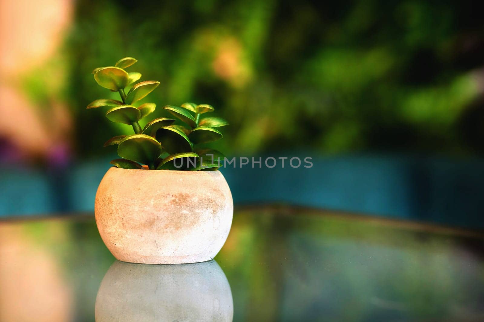 Flower pot with plant on a table in a cafe by jovani68