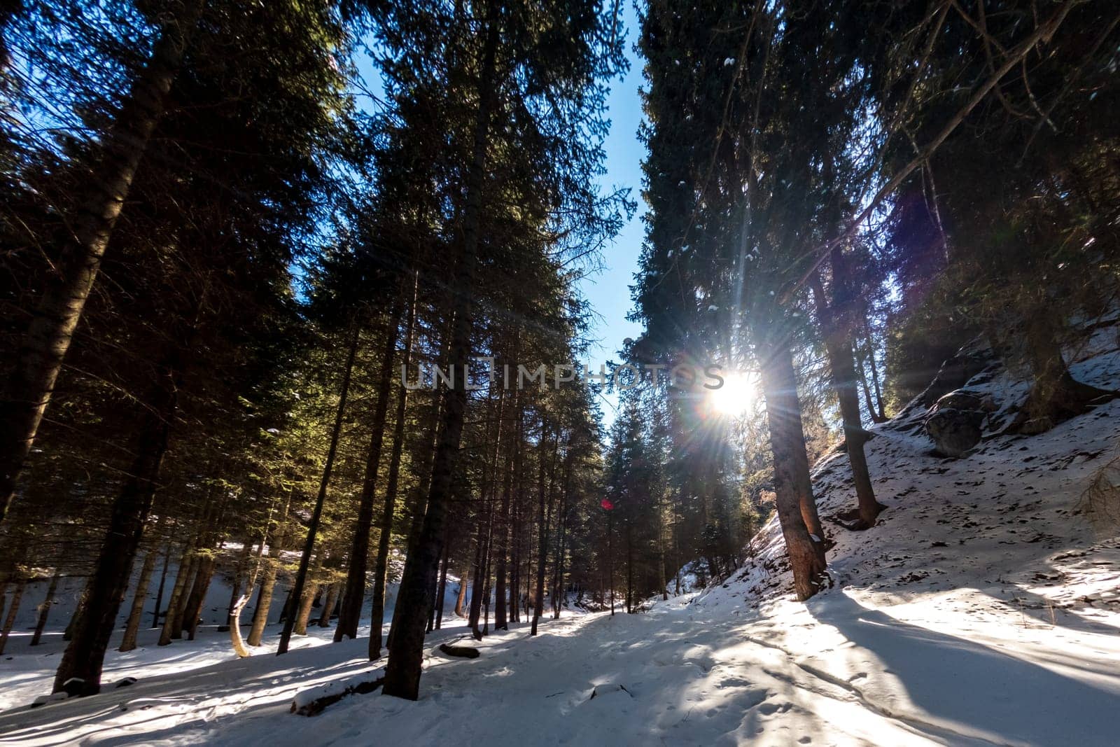 The sun shines through tall spruce trees in a coniferous mountain winter forest in the Almaty mountains.