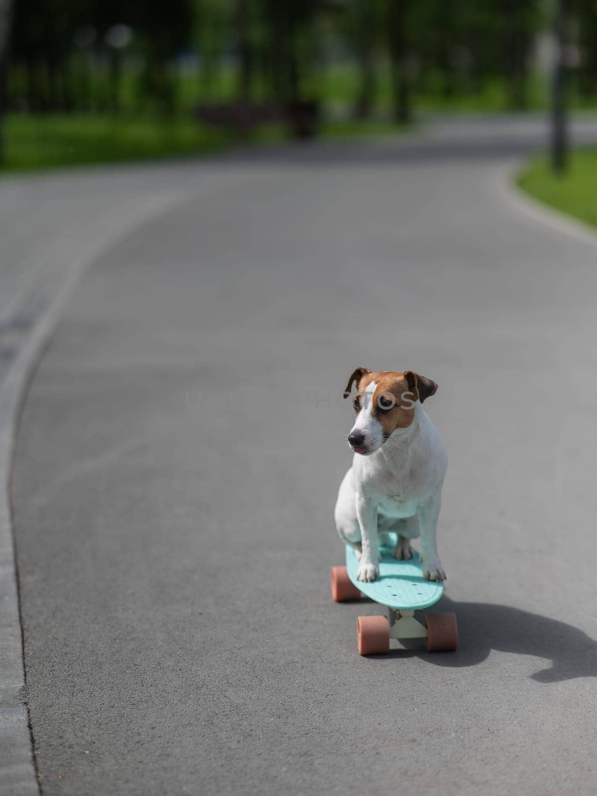 Jack Russell Terrier dog rides a penny board in the park. Vertical photo. by mrwed54