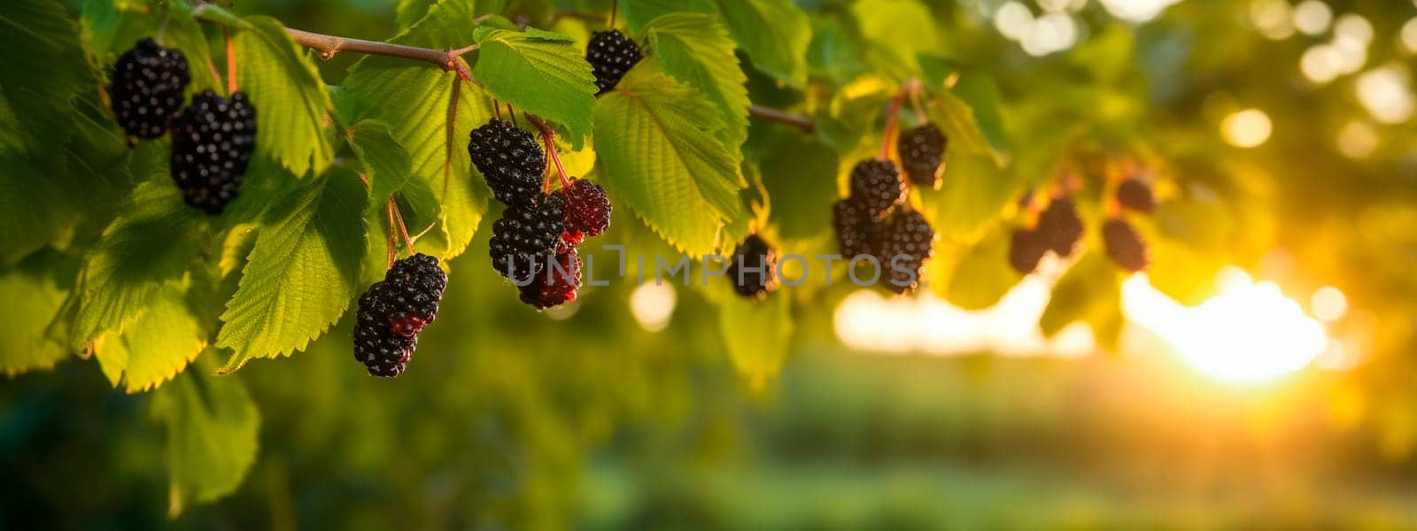 Mulberry grows on a tree in the harvest garden. Generative Ai, Food.