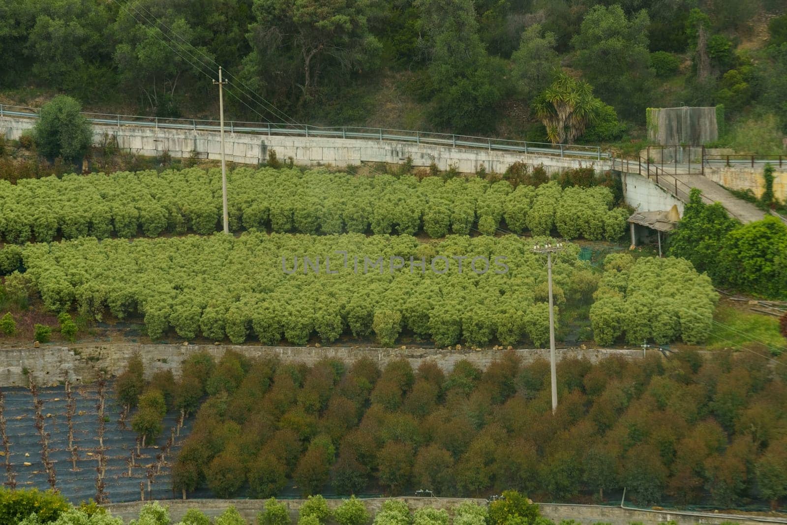 An aerial view of an agricultural hillside with rows of fruit trees growing in a green garden.