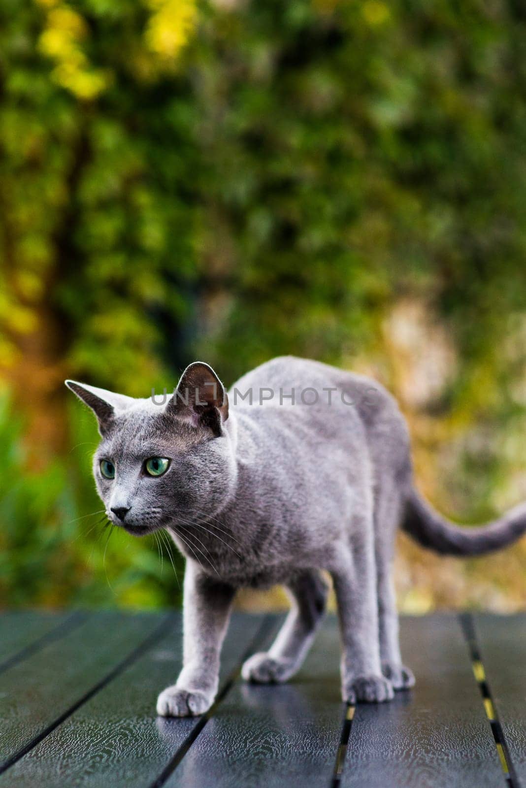 British Shorthair blue cat lying and sitting on wooden table in green garden. by Zelenin