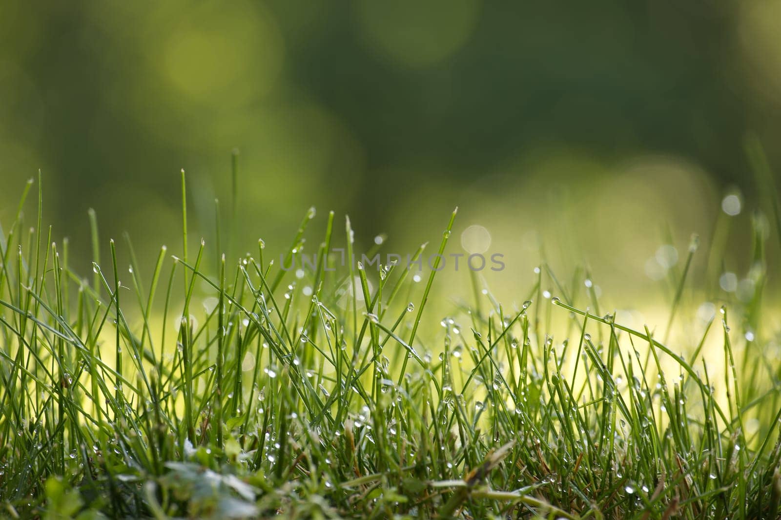 Close up view of a vibrant green field of grass covered in glistening water droplets, background is out of focus, contributing to a tranquil atmosphere