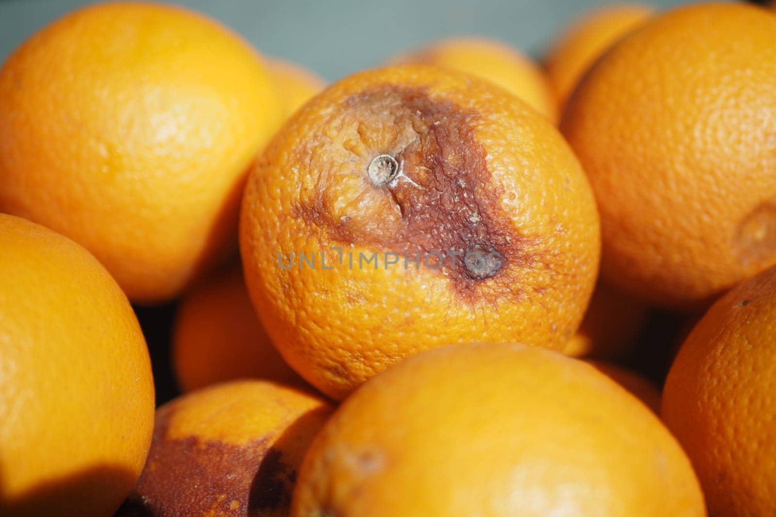 Rotten orange. Moldy orange on table .