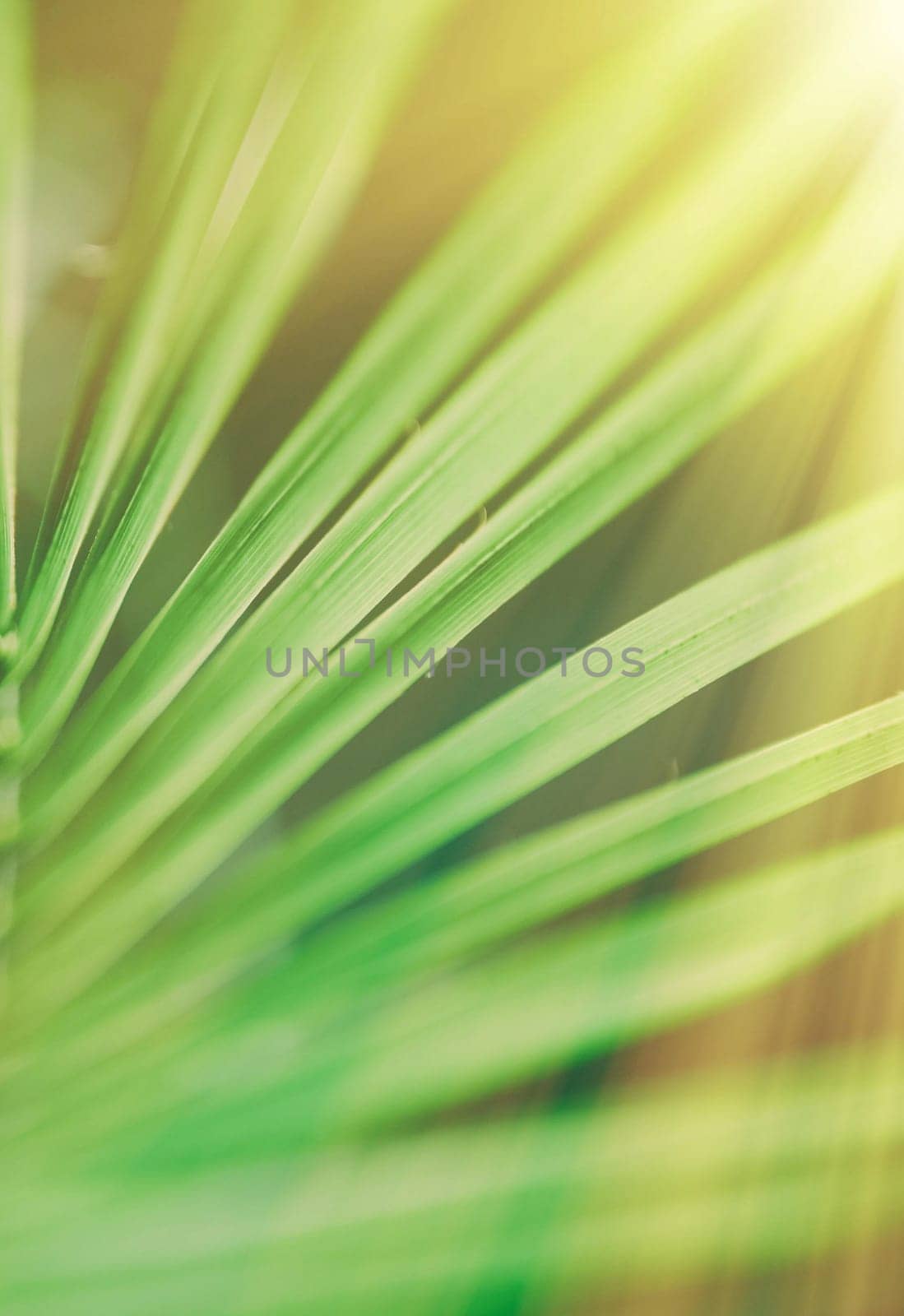 palm leaves in the sunlight - summertime backgrounds and vacations styled concept