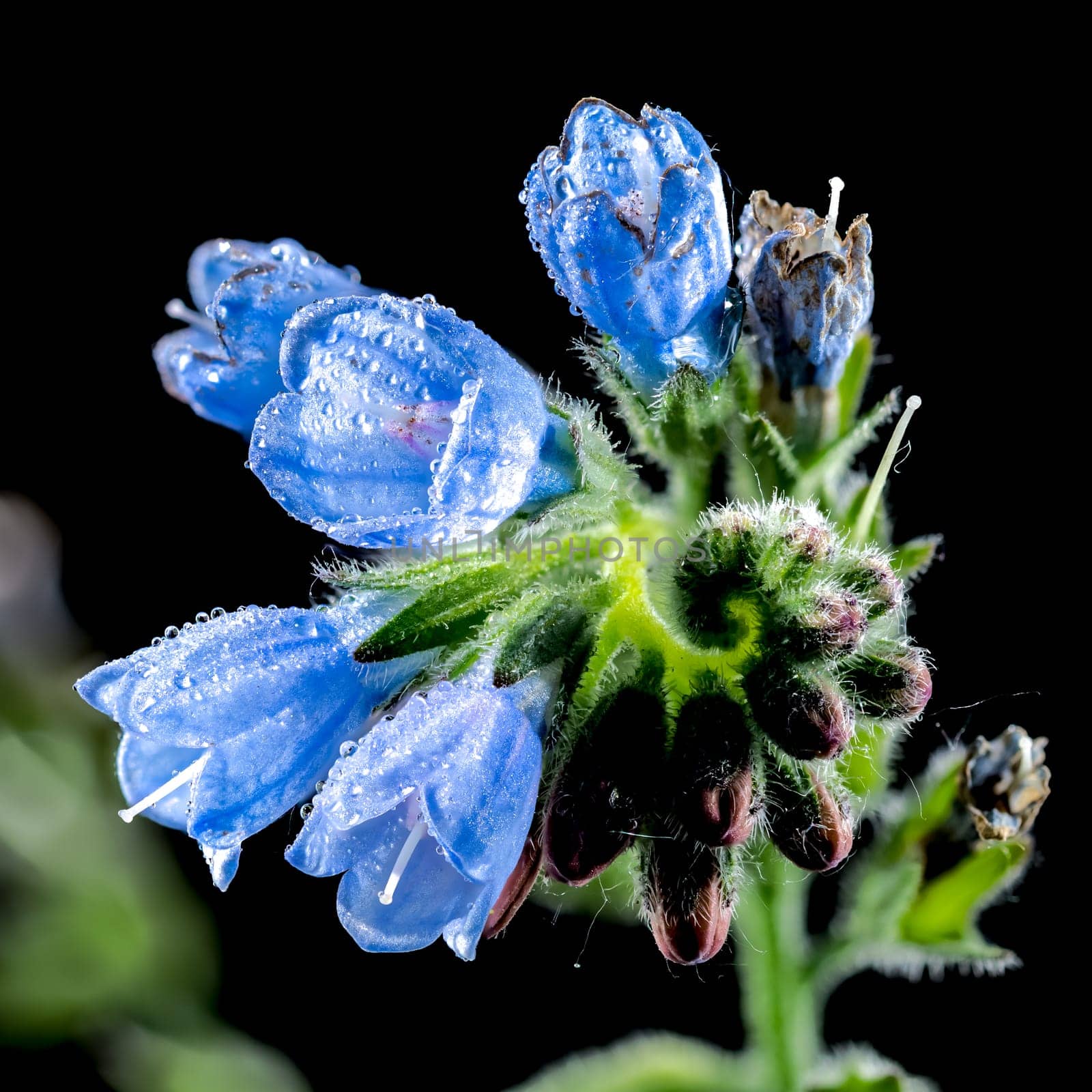 Blue Symphytum officinale flowers on a black background by Multipedia