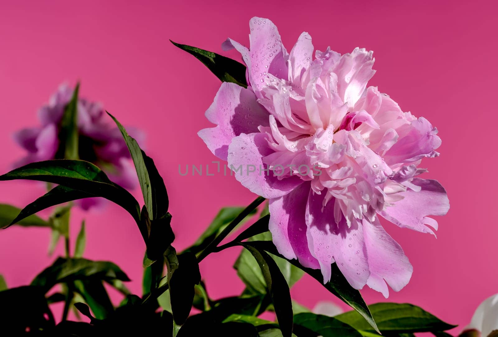 Beautiful Blooming pink peony Alexander Fleming on a pink background. Flower head close-up.