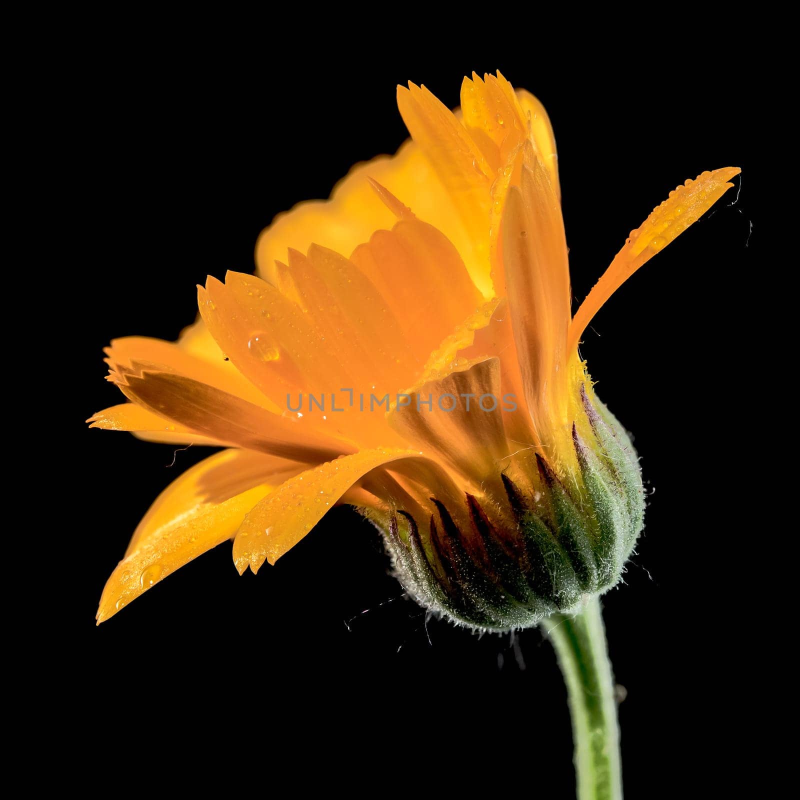 Beautiful Blooming Calendula officinalis flowers on a black background. Flower head close-up.