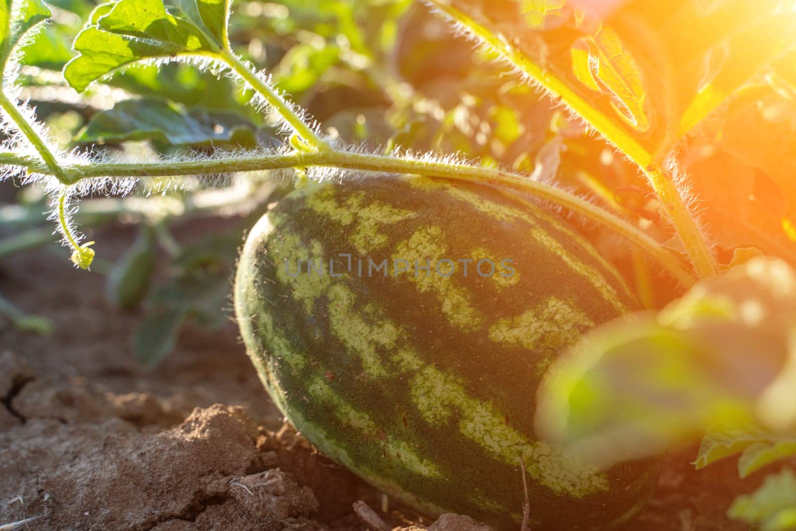 Watermelon grows on a green watermelon plantation in summer. Agricultural watermelon field