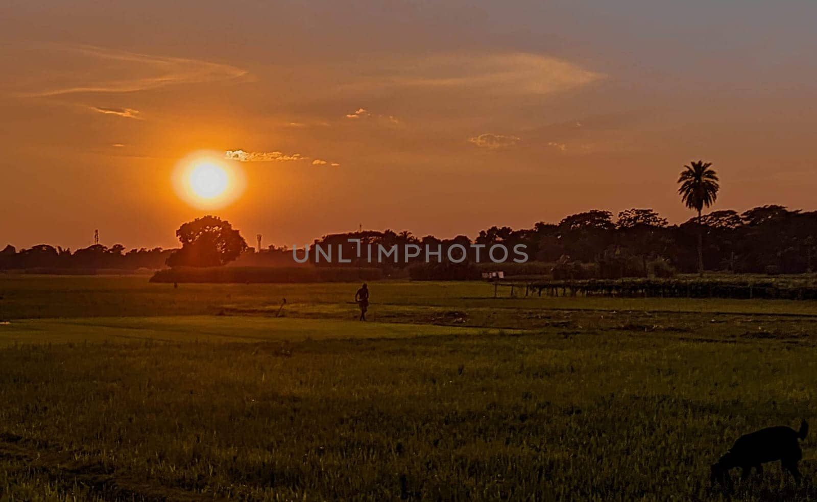 A picturesque sunset paints the sky in vibrant hues of orange and yellow, casting a warm glow over a lush green field. The setting sun, appearing as a large, bright orb, is the focal point of the image. A lone figure walks towards the horizon, their silhouette blending seamlessly with the surrounding trees and landscape.