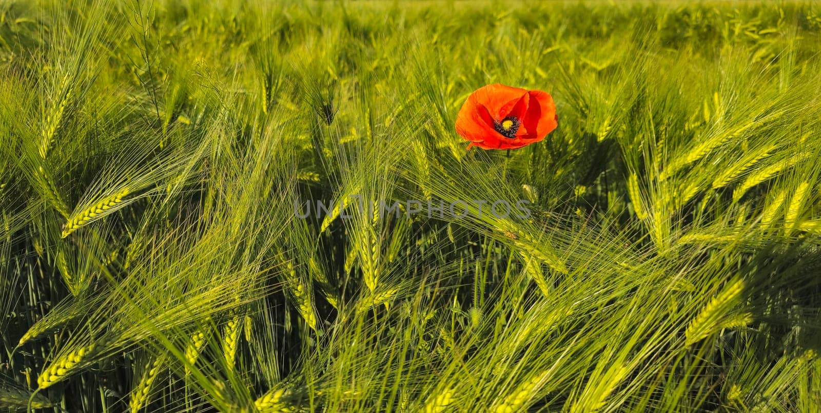lonely red poppy among a rye field, summer golden light