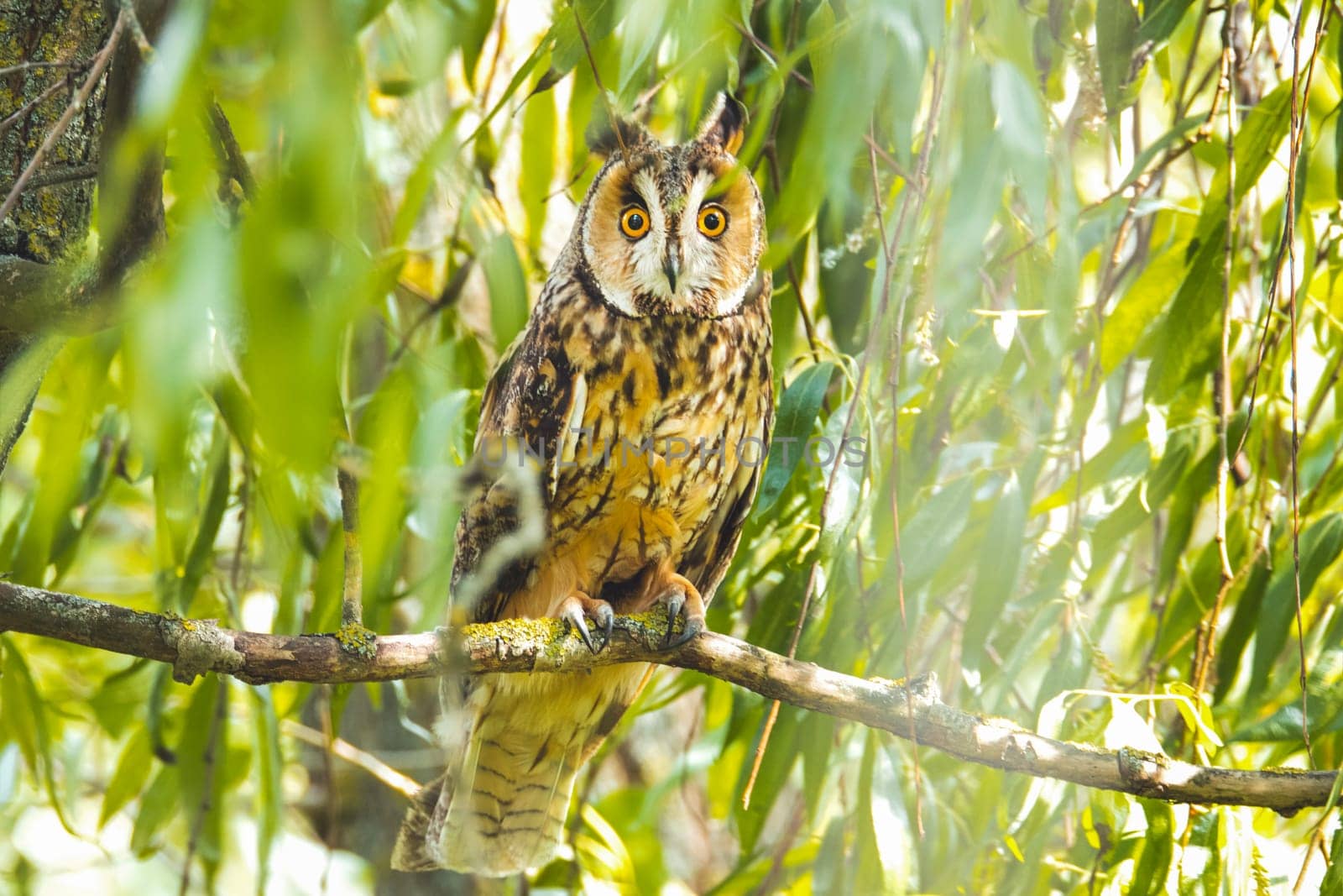 owl sits among the branches, wildlife ,bird